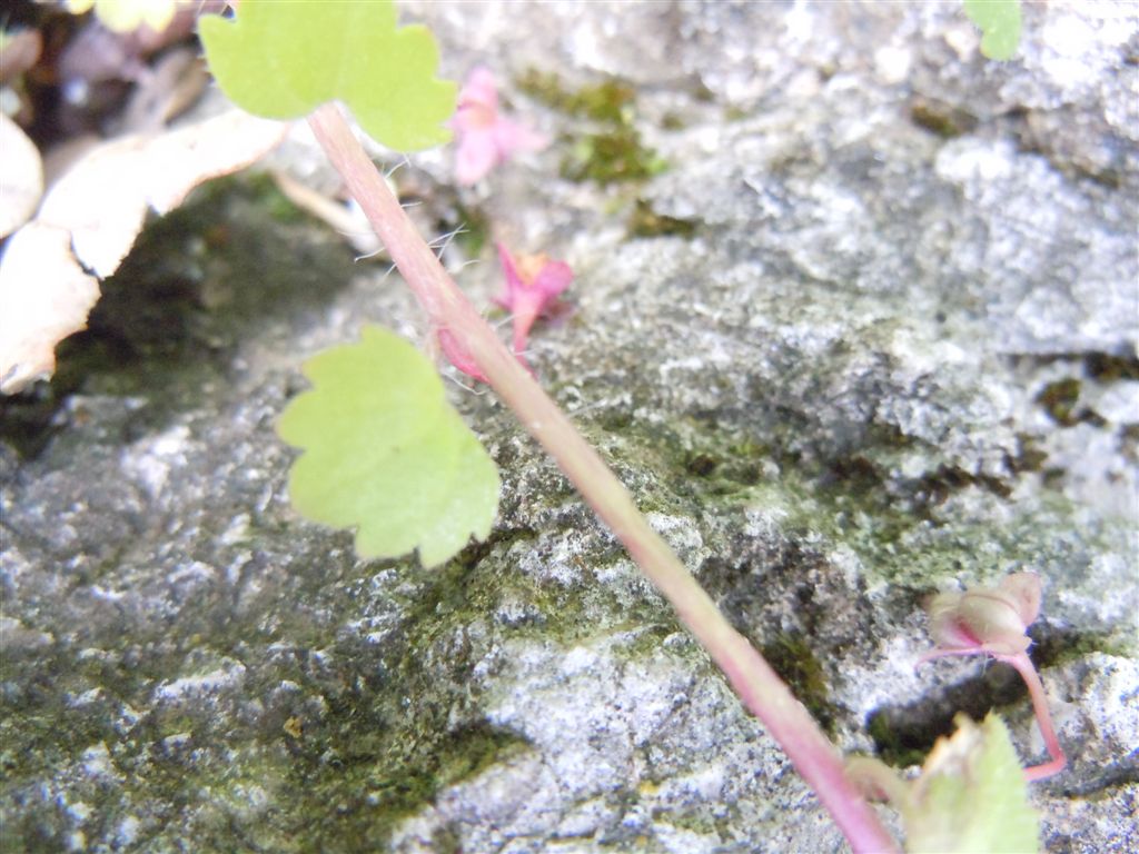 Veronica cymbalaria / Veronica a foglie di Cimbalaria